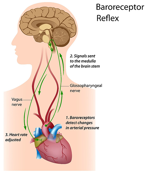 Baroreceptor reflex