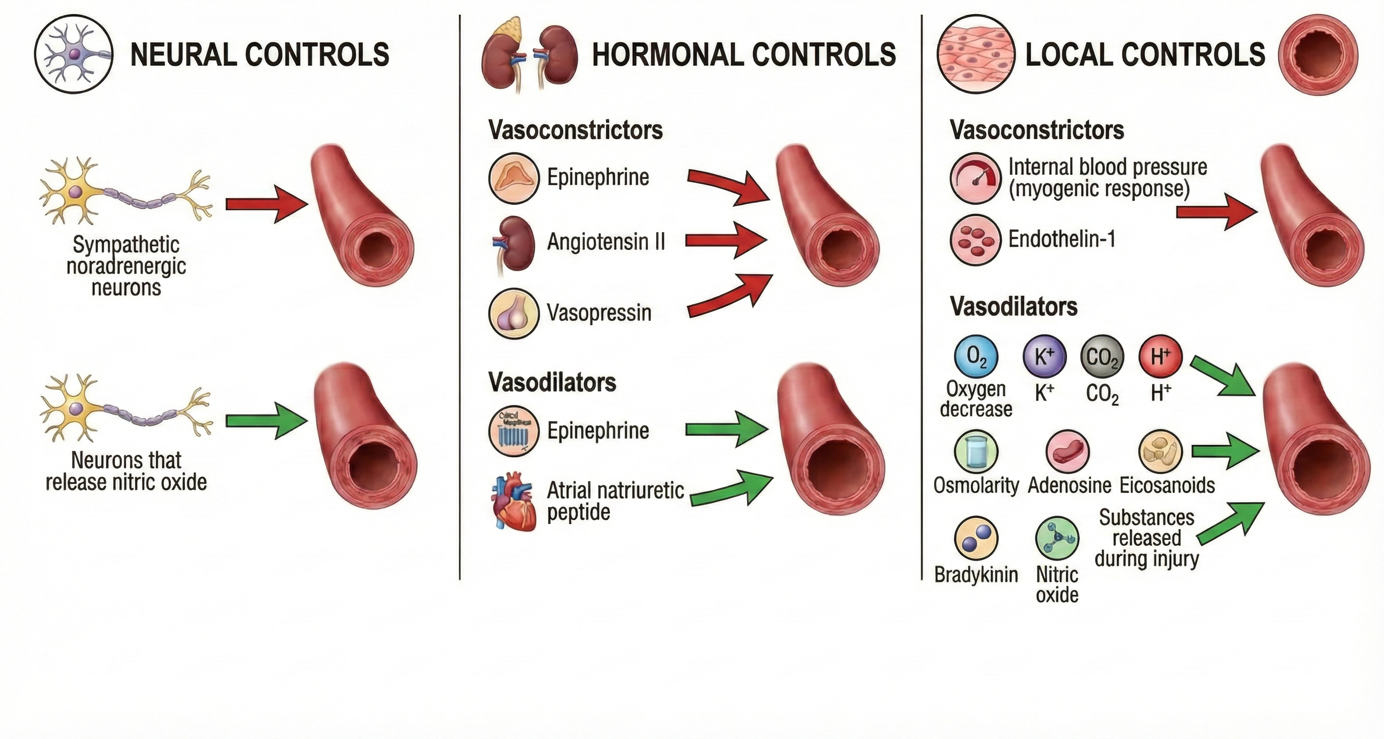 Factors controlling arteriolar diameter