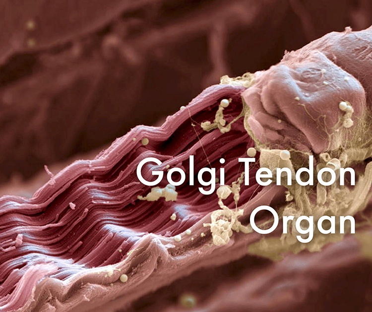 Golgi tendon organ photomicrograph