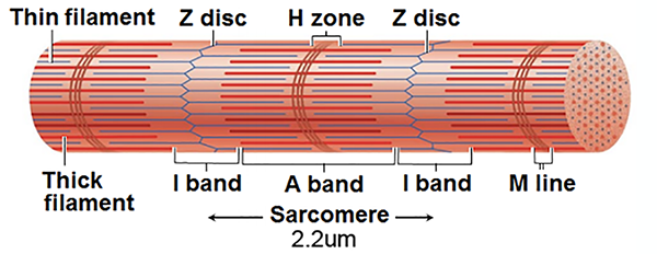 Human sarcomere structure