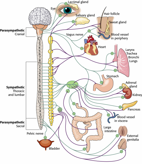 autonomic