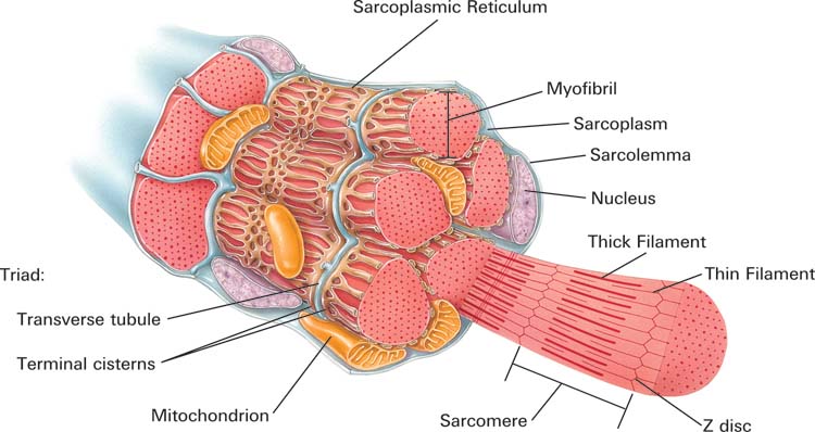Muscle Fiber