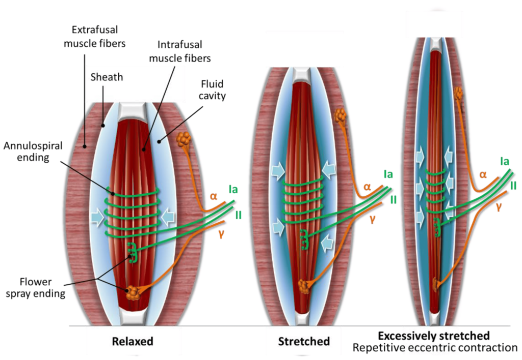 Muscle spindle anatomy