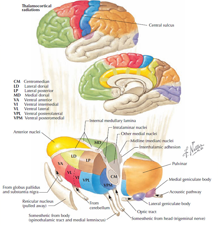 Thalamocortical connections