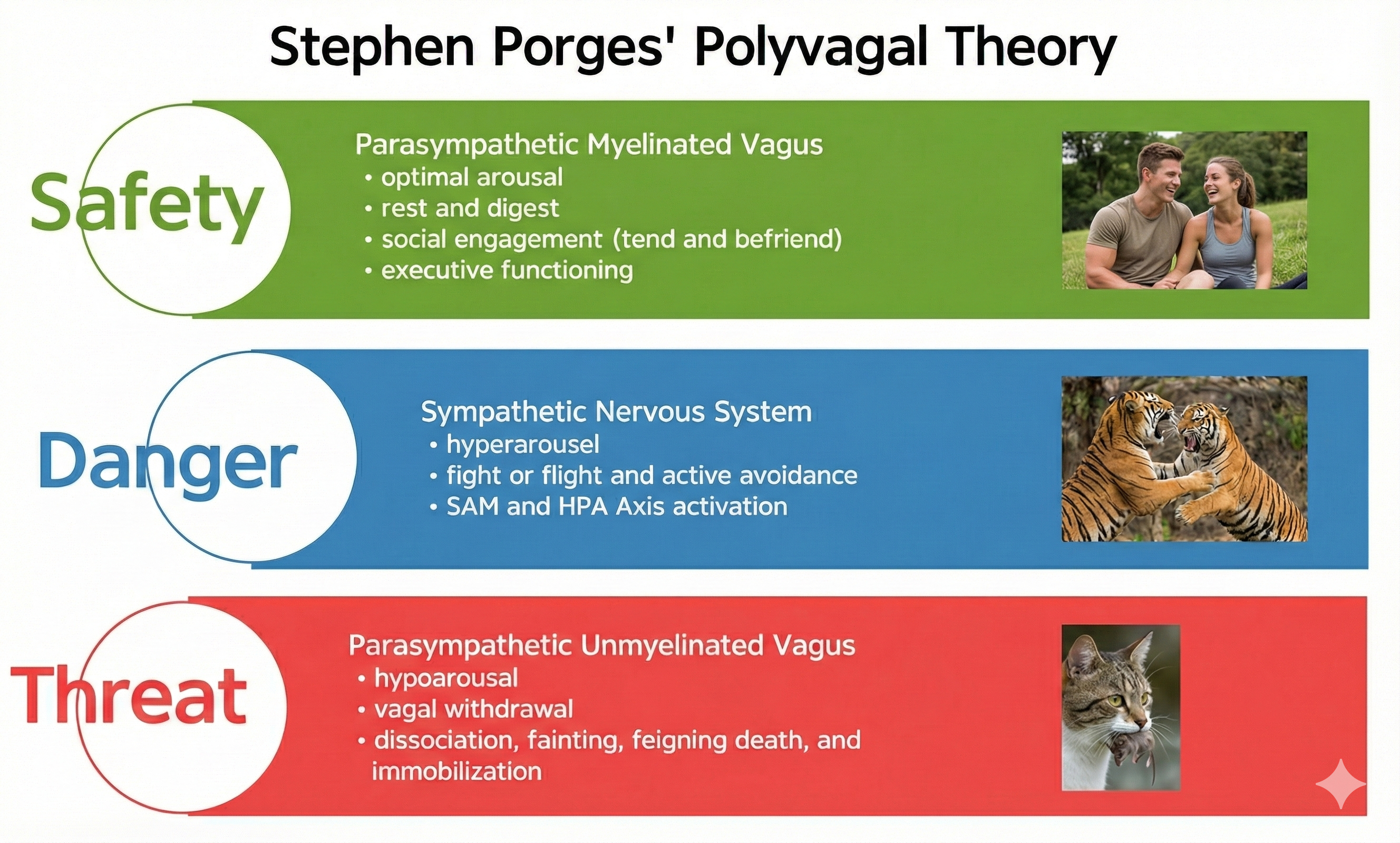 Polyvagal theory illustration