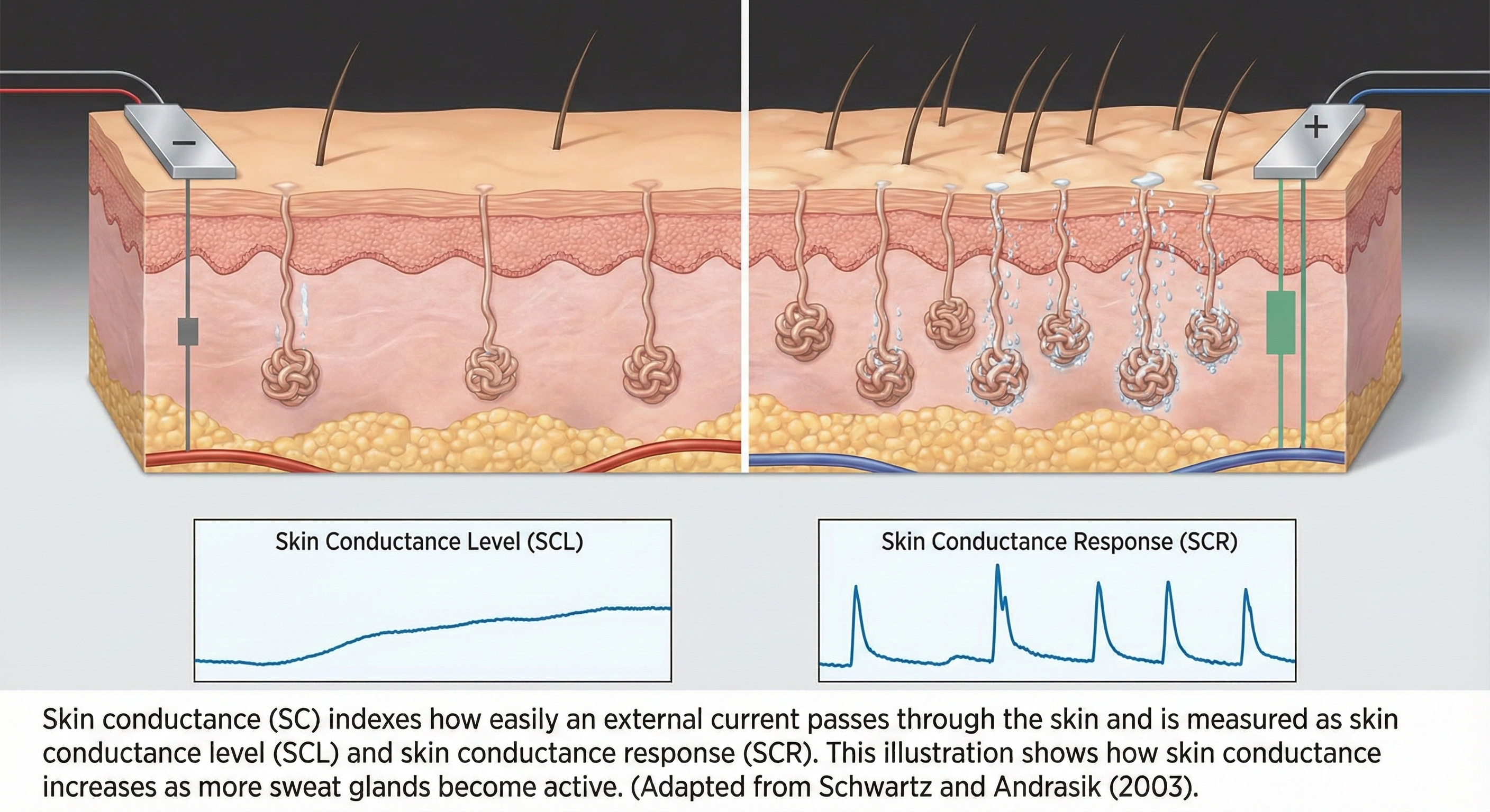 Graph showing relationship between skin conductance and number of active sweat glands