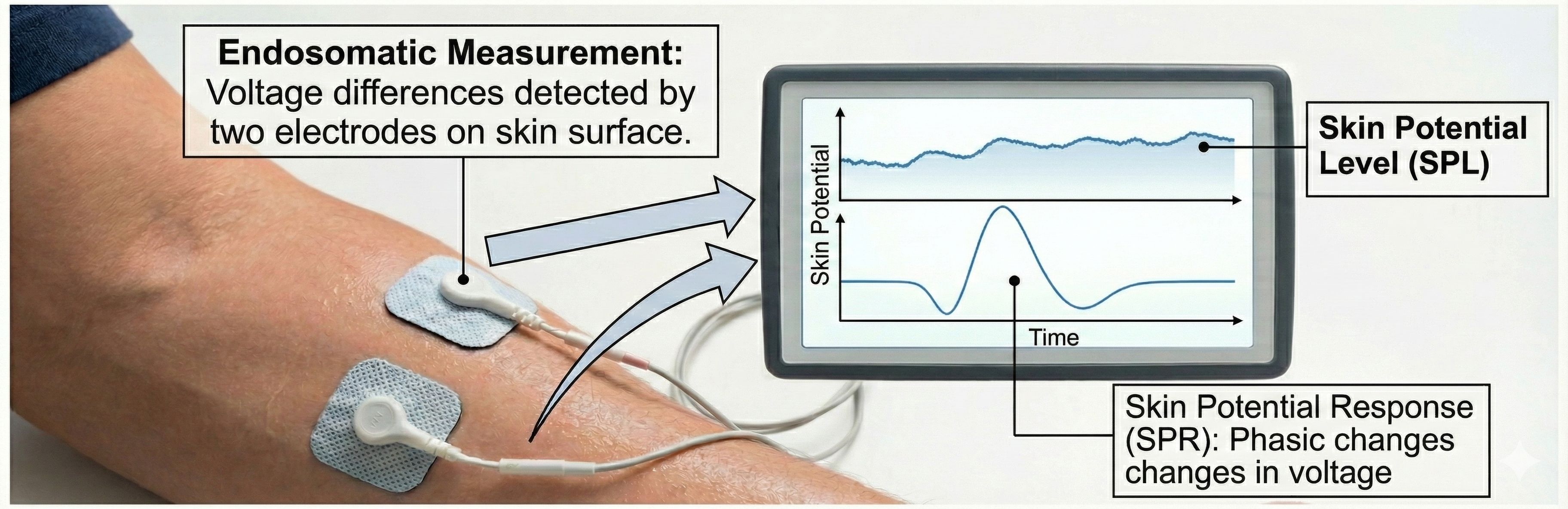 Graph showing relationship between skin potential and number of active sweat glands