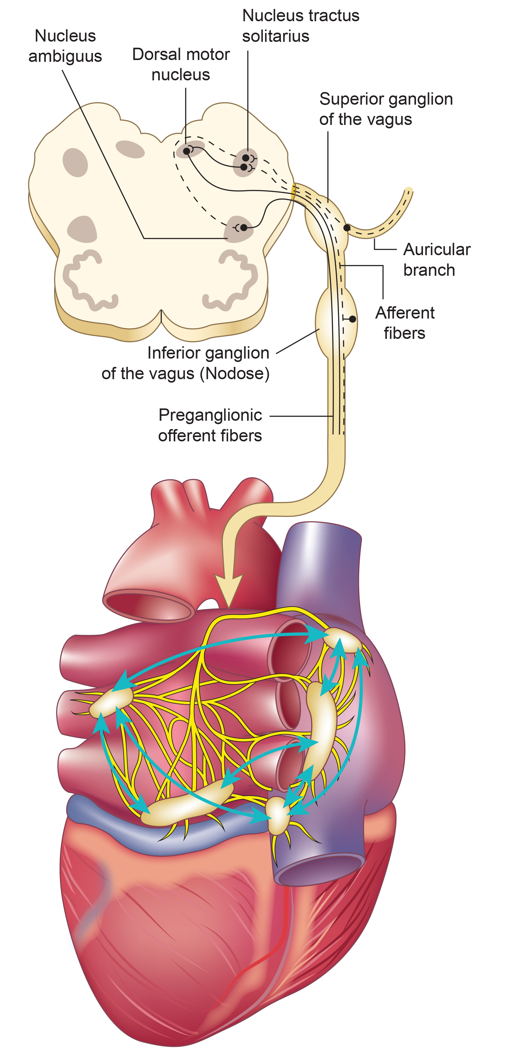 Vagus nerve anatomy