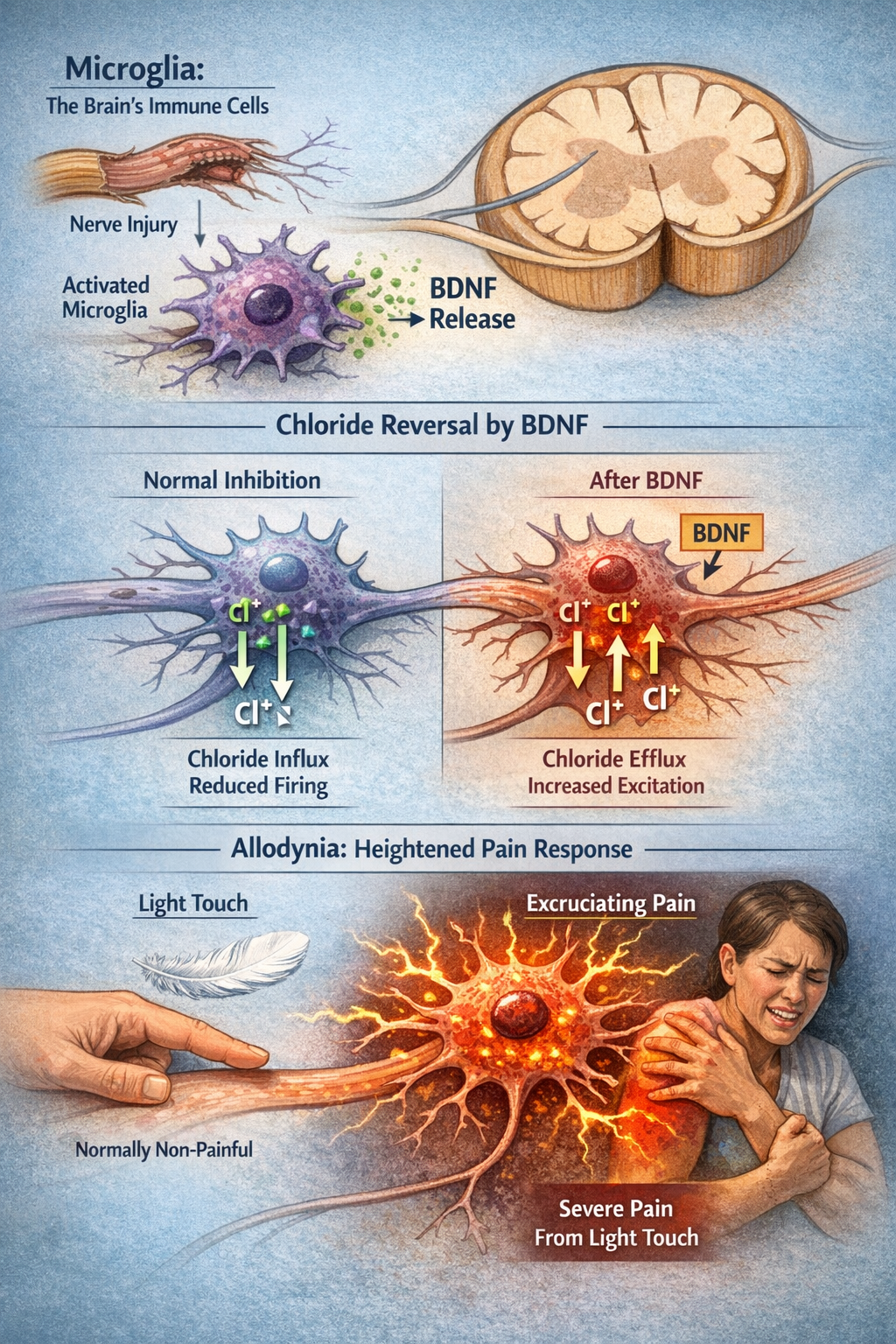 Microglia activation