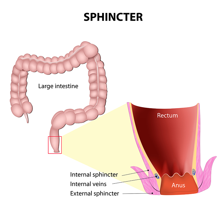 Anal sphincter anatomy