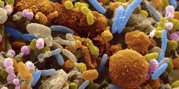 Beneficial bacteria