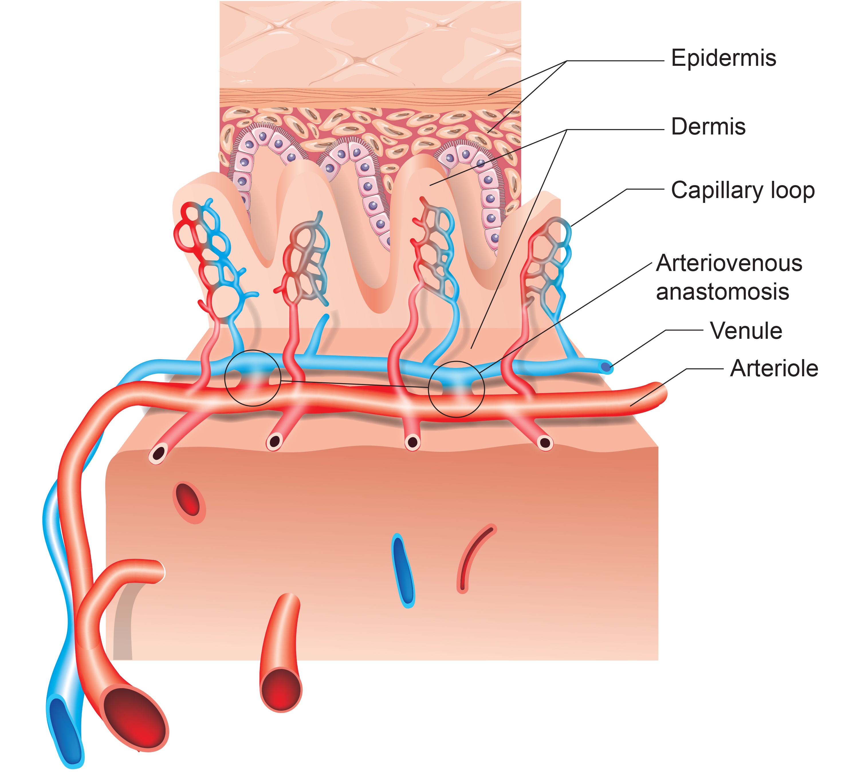 Blood vessel structure
