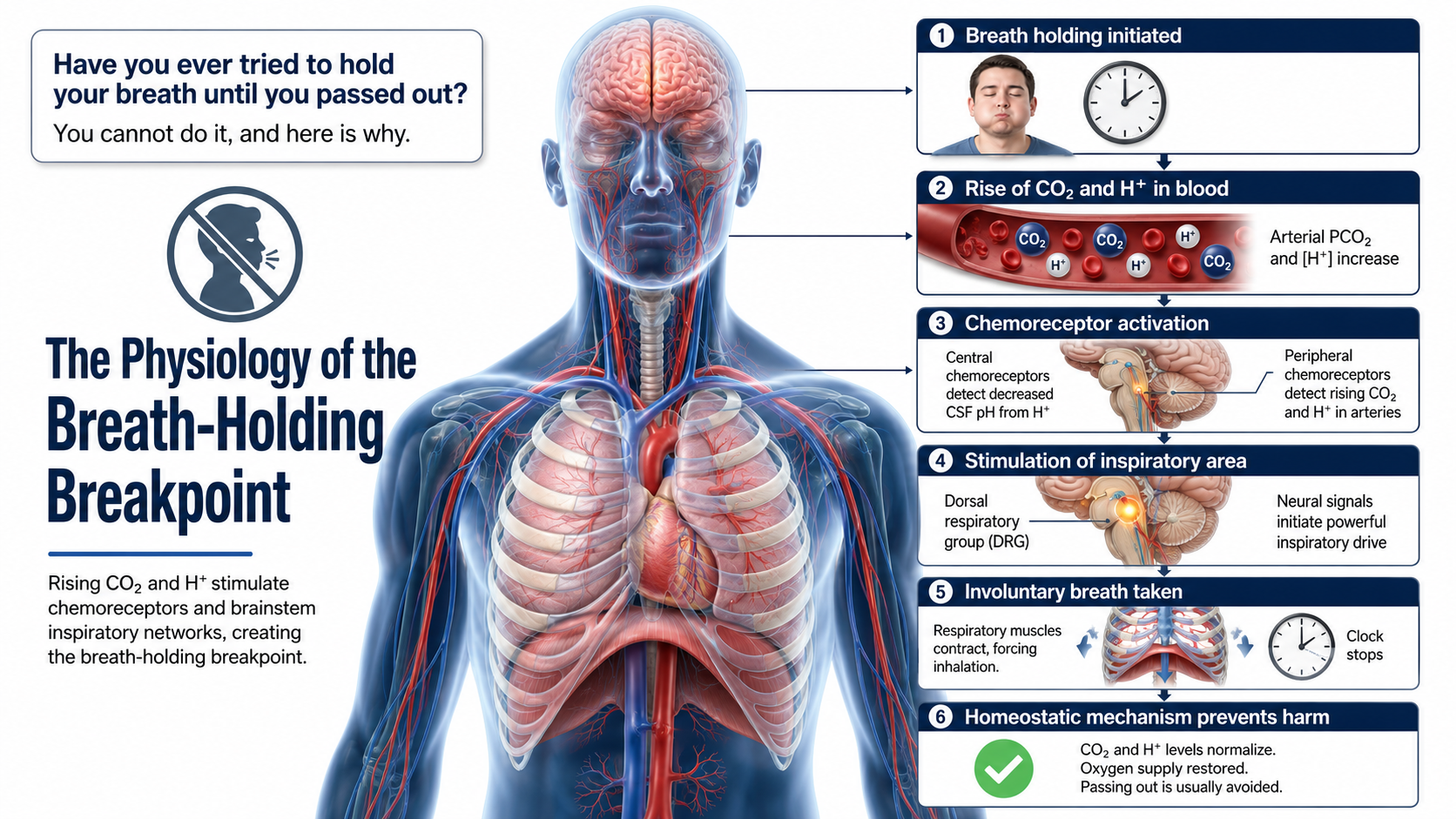 Breathing anatomy