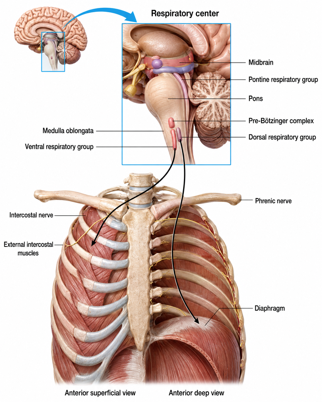 Breathing anatomy