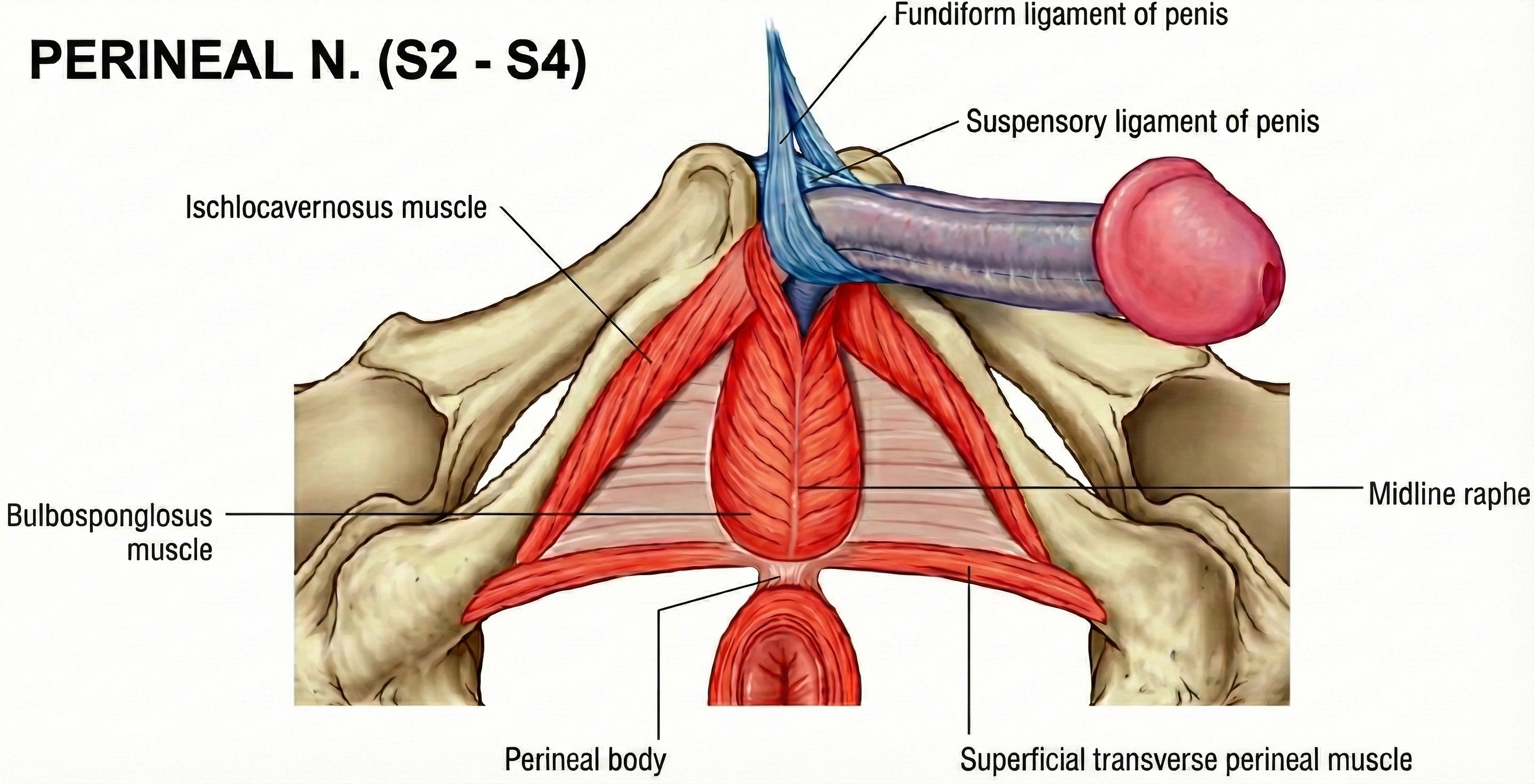 Pelvic floor muscles involved in erection