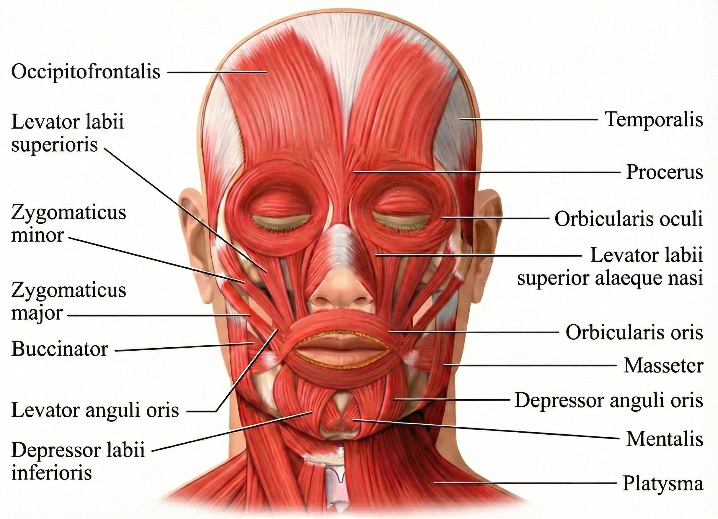 Anatomy of orbicularis oculi muscles