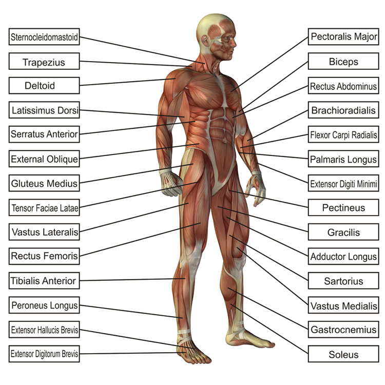 frontal view