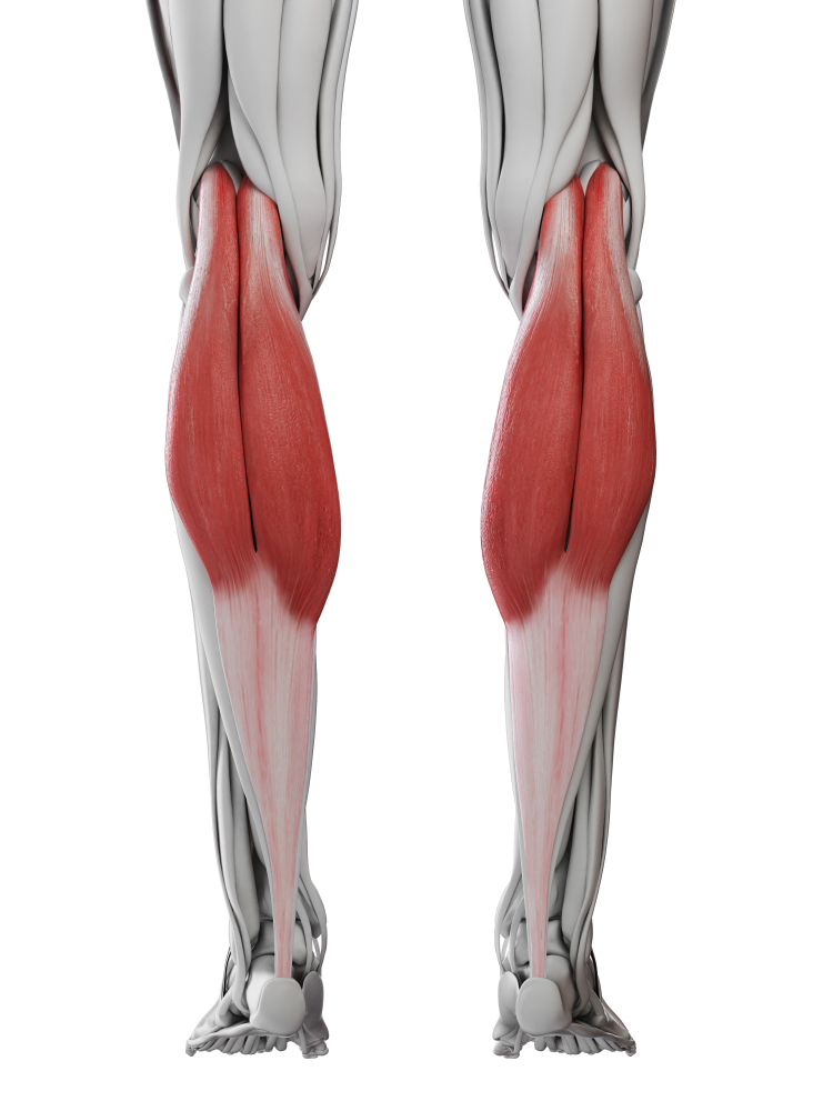 Gastrocnemius muscle
