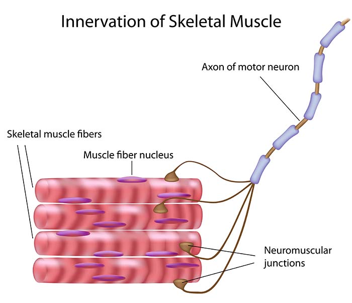 Motor unit structure