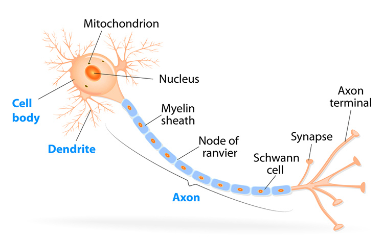 Neuron structure diagram