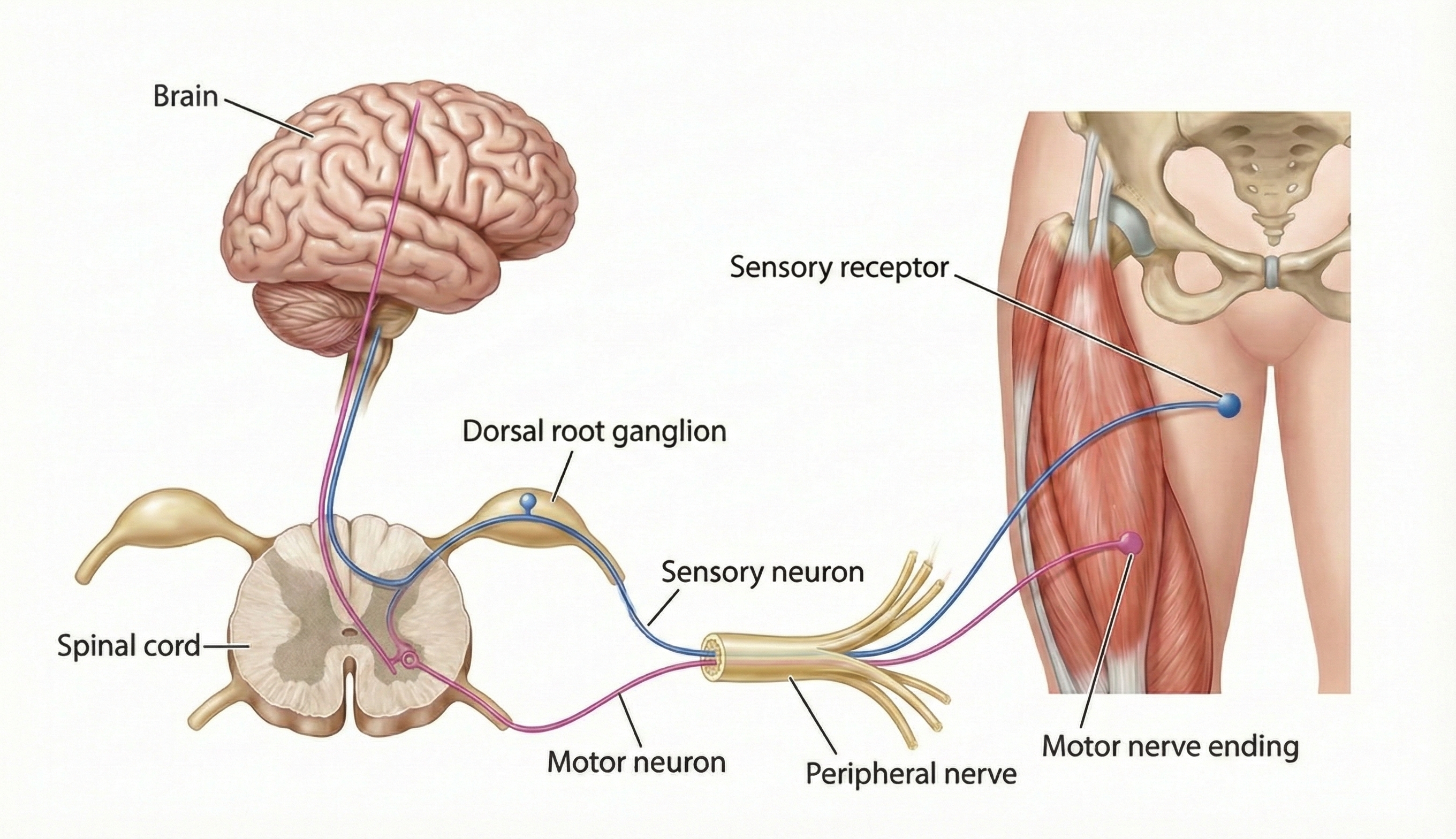 Peripheral nerve anatomy