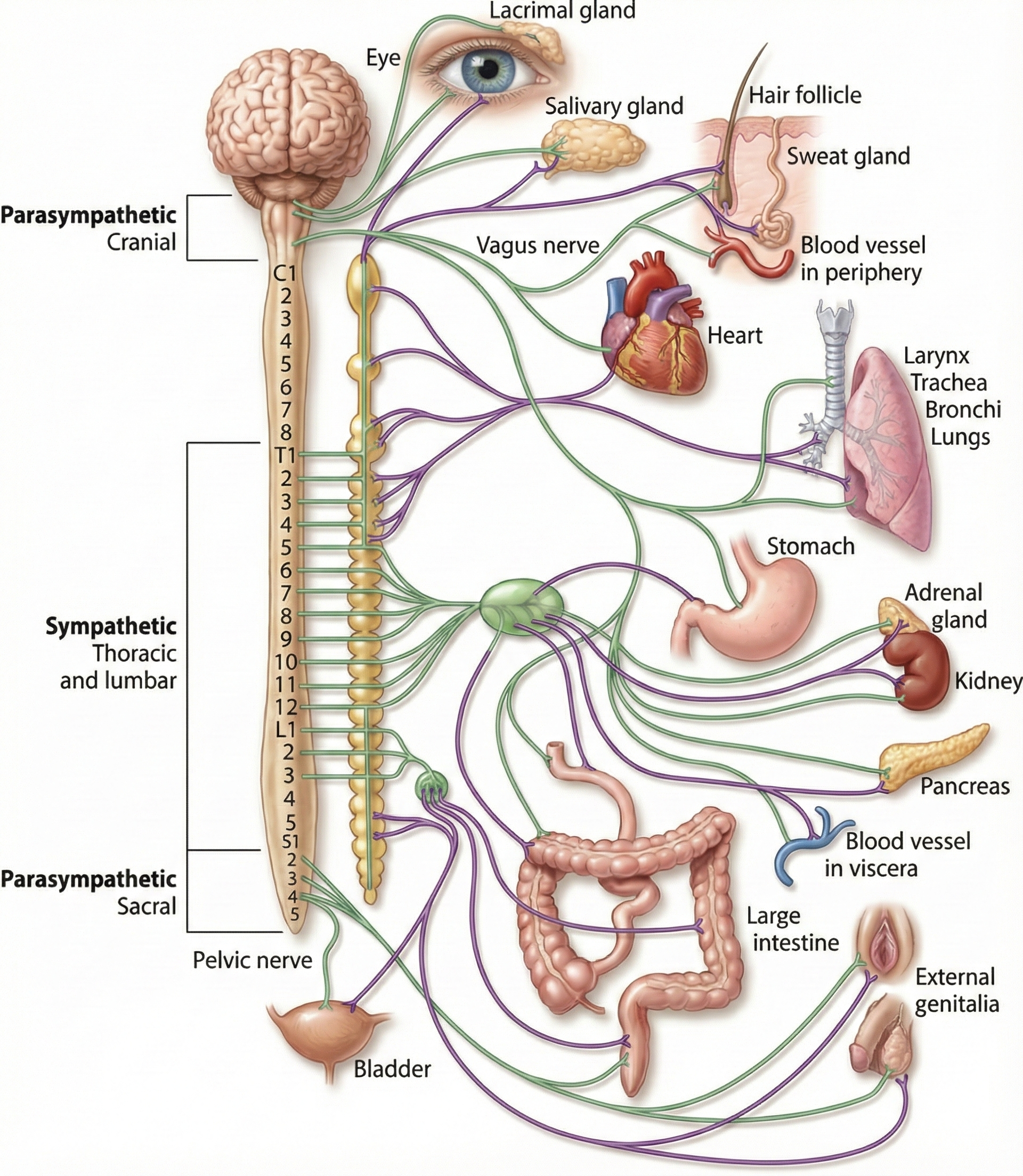 Distribution of autonomic nervous system