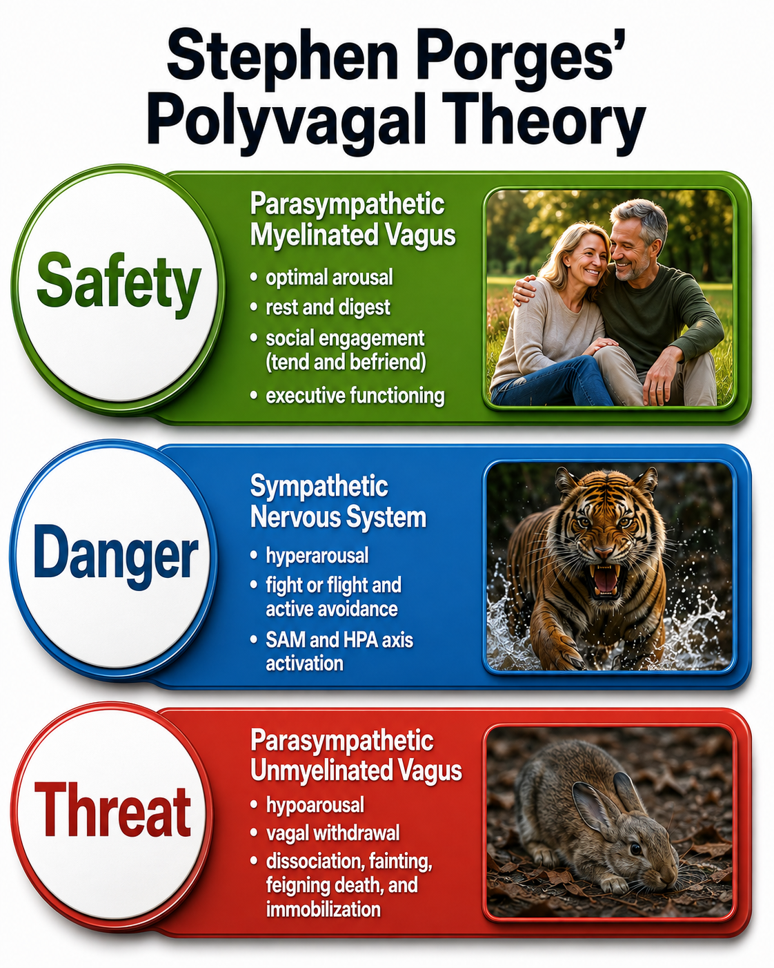 Polyvagal theory illustration