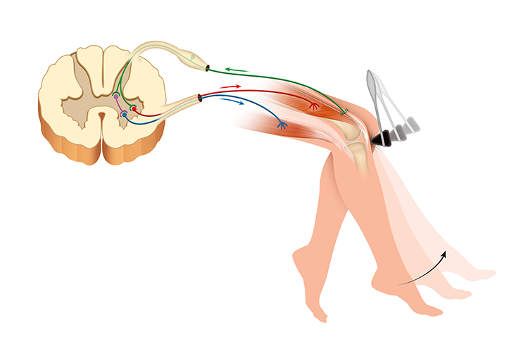 Knee jerk reflex testing