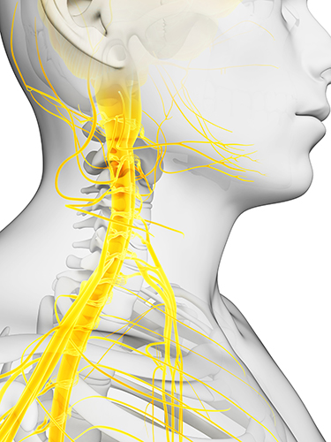 Vagus nerve
