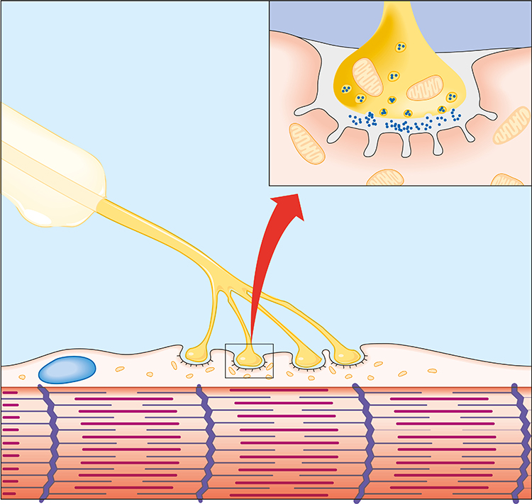 Neuromuscular junction detail