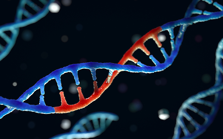 Genetic factors in muscle strength
