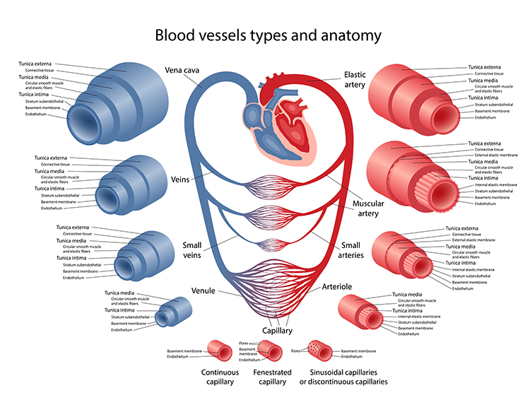 Comparison of arteries and veins