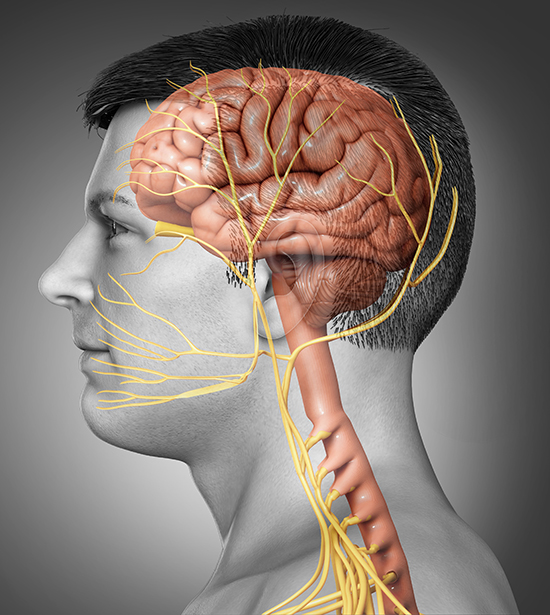 Trigeminal nerve anatomy