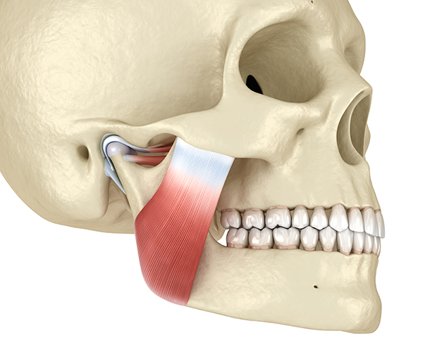 TMD anatomy showing masseter and TMJ
