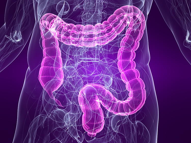 Colon anatomy