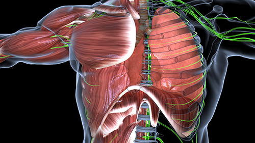 Respiratory muscles diagram