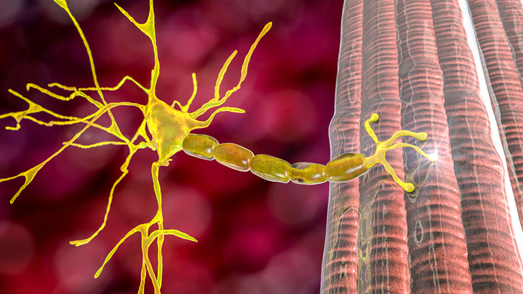 Neuromuscular junction