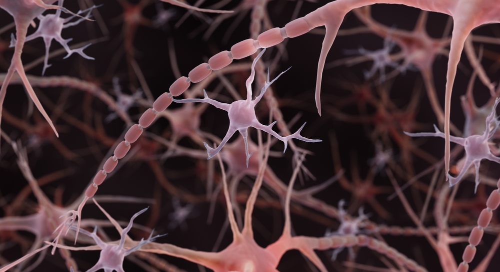 Autonomic nervous system