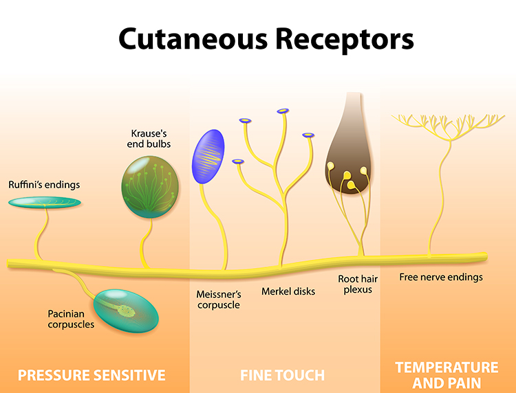 Free nerve endings in skin