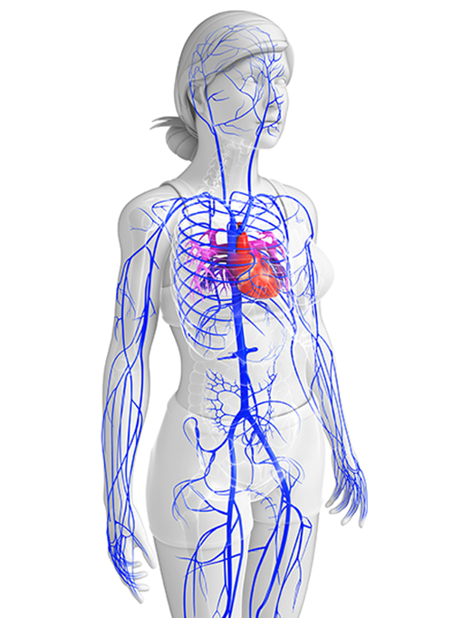 Human venous system
