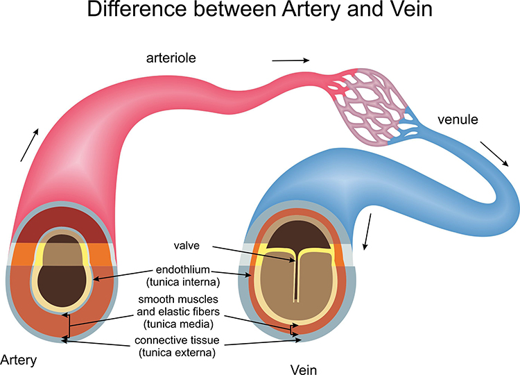 Comparison of arterial and venous structures