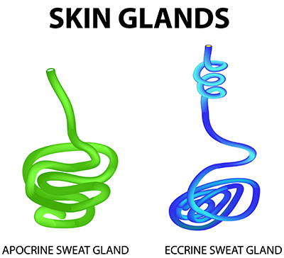 Comparison of apocrine and eccrine sweat glands