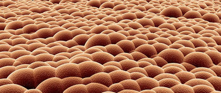 Cross-section model of human skin showing layers and sweat glands