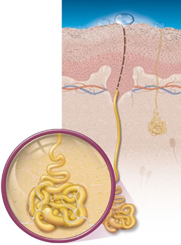 Sweat Gland