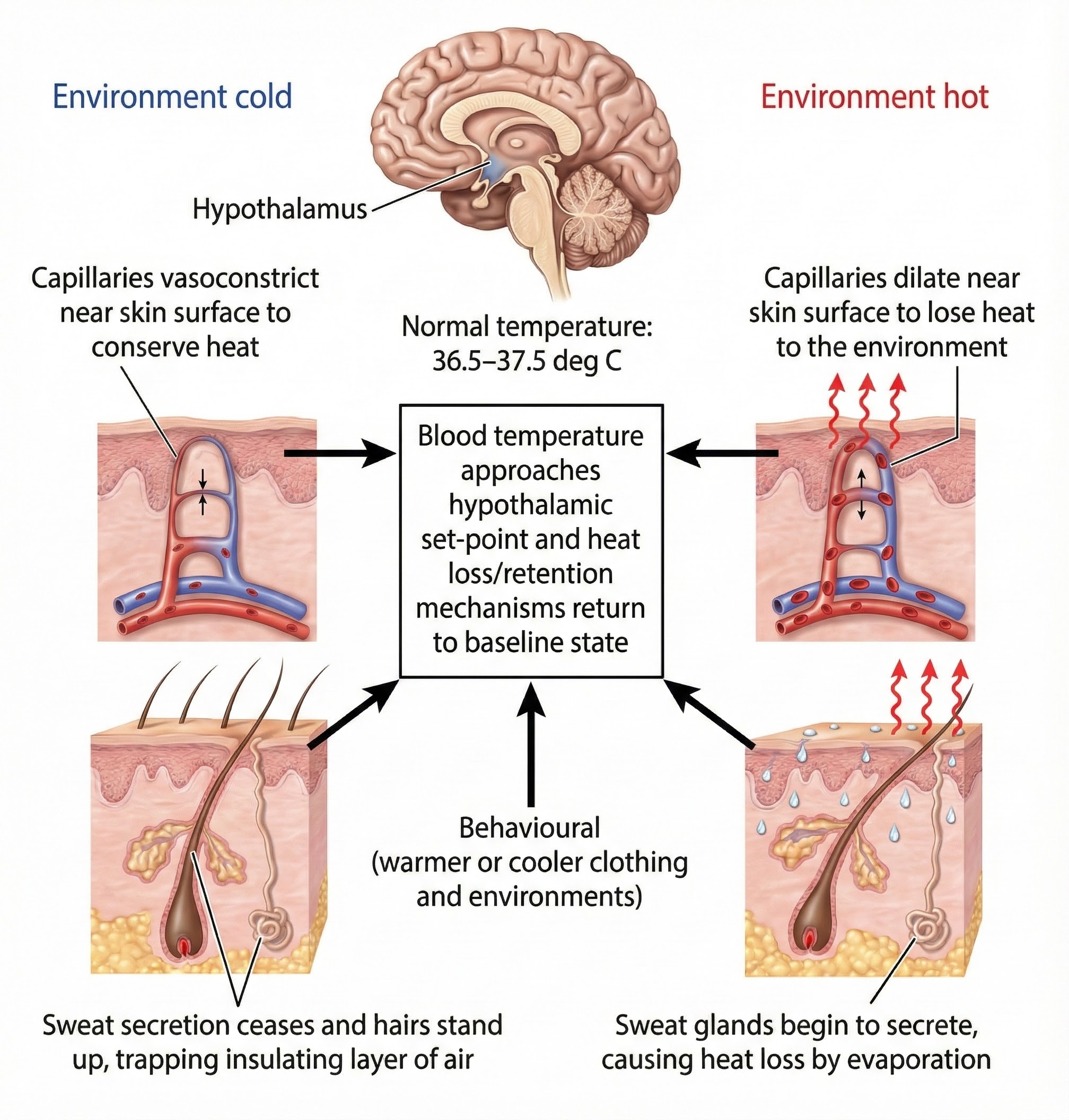 Diagram of thermoregulation showing hypothalamus control