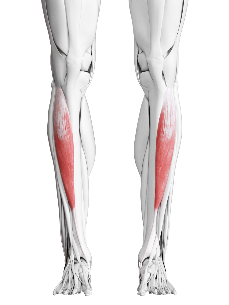 Tibialis anterior muscle