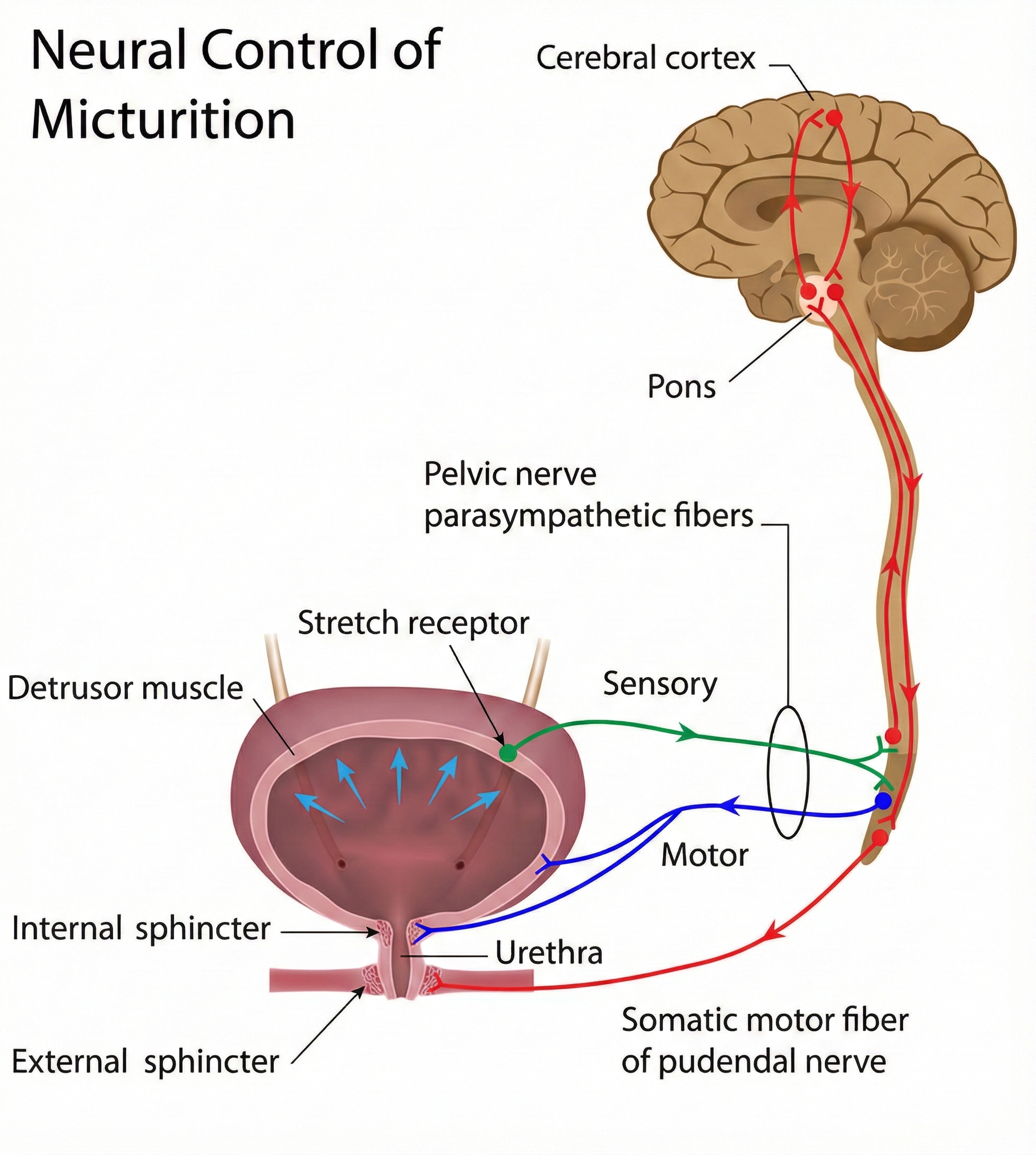 Urinary bladder anatomy
