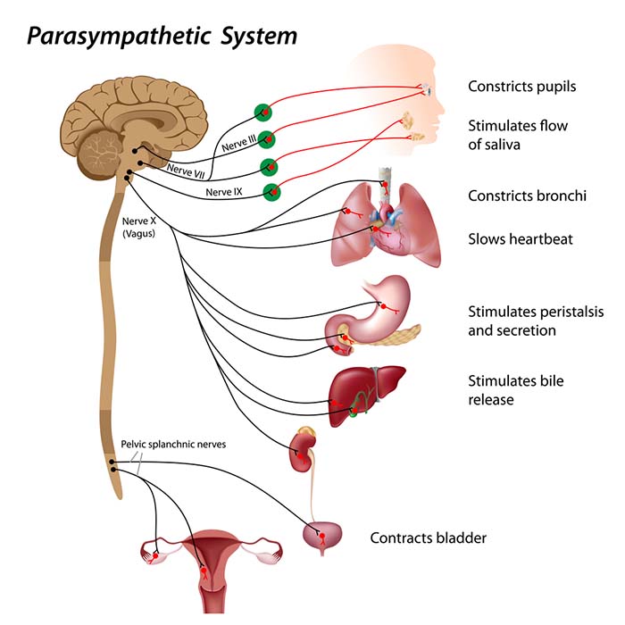 Vagus nerve actions