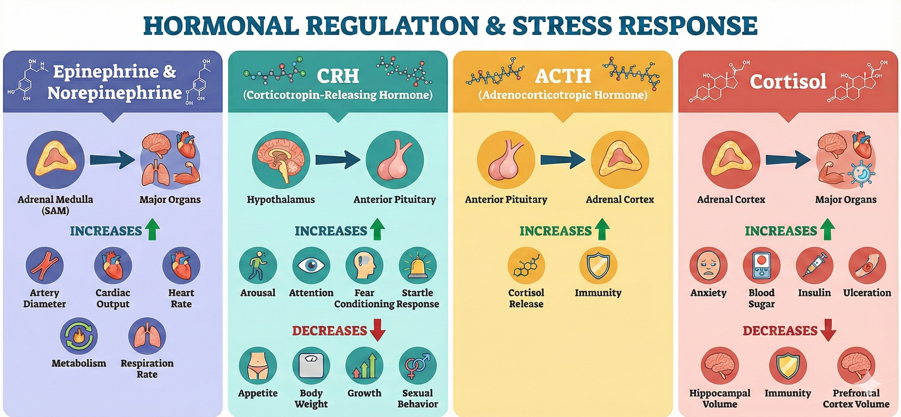 Hormone sources and effects