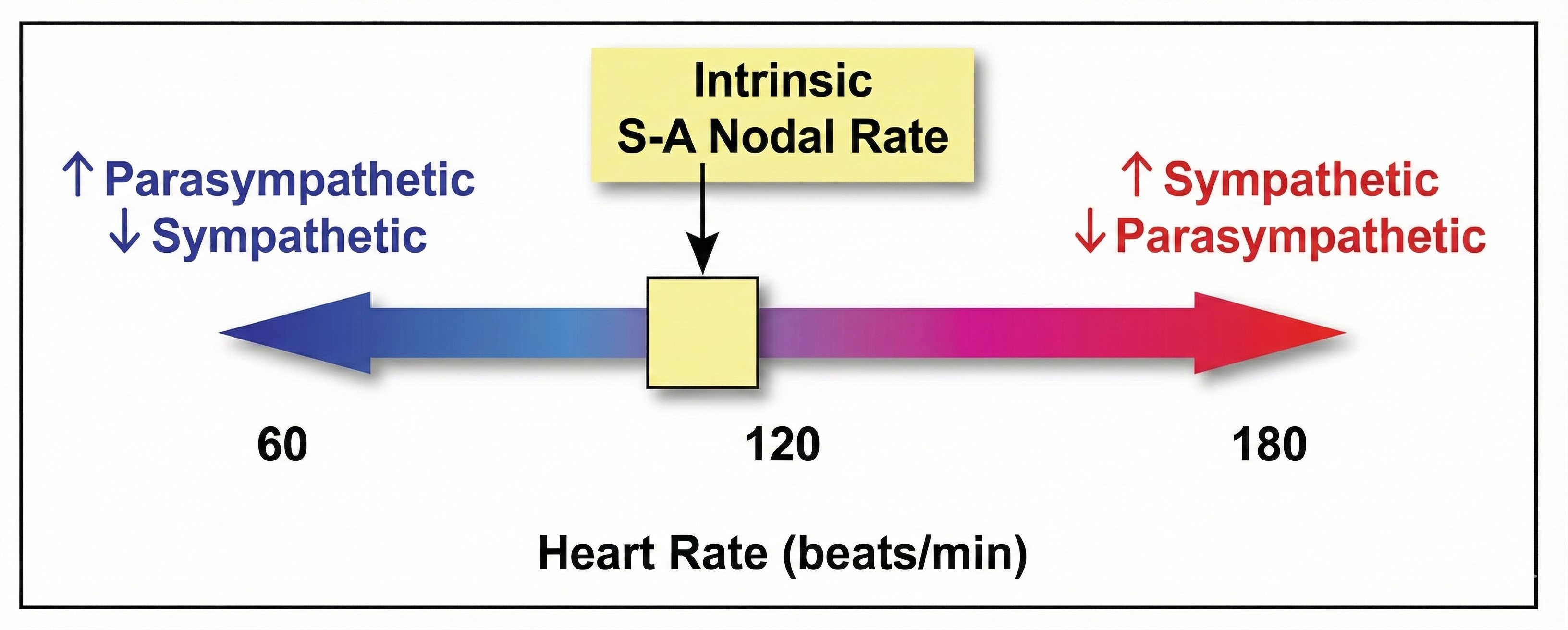 Intrinsic heart rate decline with age